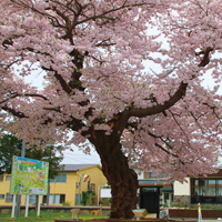 中山平温泉駅前の大桜
