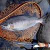 大谷川で釣れた魚