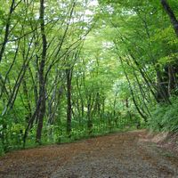 中山平温泉